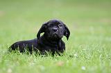 CANE CORSO 1237